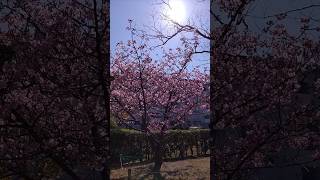 桜🌸(稲毛海岸・高洲公園)