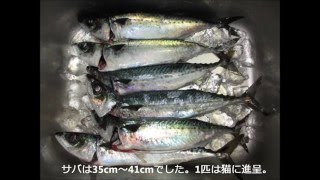 城ヶ島「大アジ・大サバ」釣り(初の城ヶ島外海側への釣行)