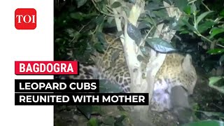 Bagdogra: Two leopard cubs found in Muni tea garden reunite with mother