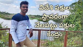 నేలపట్టు పక్షుల కేంద్రం|| Nelepattu Bird Sanctuary||Pavul Jyosh Vvlogs