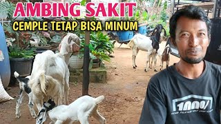 Peternak Kambing Cerdas Selalu Punya Cara Ketika Ada Kendala