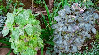 തികച്ചും പുതുമയോടെ എപ്പിഷ്യ ചെടി വളർത്തൽ | Episcia Plant Care \u0026 Planting Ideas