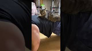 筋トレを手伝ってくれる猫！猫を重りに腕立て伏せしてみた ＃shorts