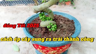 cách ép cây sung ra trái đúng Tết thành công 100% - bón phân cho cây sung đúng Tết