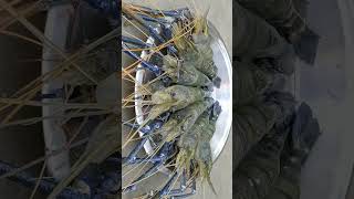 ବାଗଦା ଚିଙ୍ଗୁଡ଼ି#(Golda Bagda) Chingudi#River Prawns