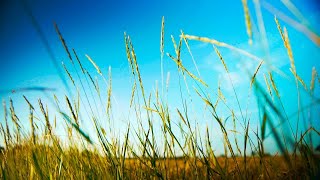 Slow Smooth Soothing Instrumental Music -- for relaxing, studying, work -- relaxdaily N°063