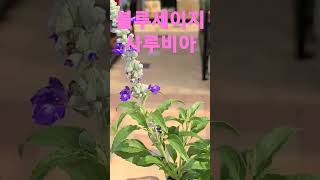 헬로우가든마켓 스트라타 블루세이지 사루비아