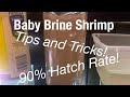 Hatching Baby Brine Shrimp 90% hatch rate!