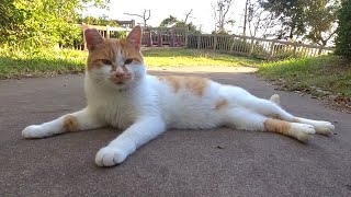 ウロウロしてゴロンと横になっちゃうめっちゃ人懐っこい茶白ねこ　-Diary of visiting cats in Japan-