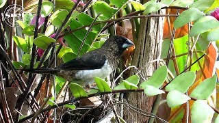 นกกระติ๊ดขี้หมู Scaly-breasted Munia