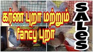 கர்ண புறா  மற்றும் Fancy புறா sales Fancy pura sales #vpmpets #fancypurasales #dove #purasales #sale