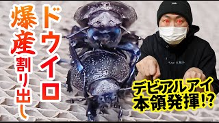 【ドウイロクワガタ割出】爆産？！4号デビルアイ発動！