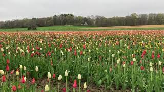 Welcome to Preston! | Wicked Tulips