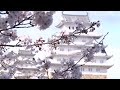 姫路城の桜2022～和船と満開の桜～