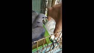 斑鳩飛回吃高綠健飼料