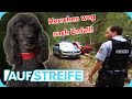 Verunfalltes Auto verlassen 🤯​: Beamten finden Pudel, der den Weg weist 🤭 ​| Auf Streife | SAT.1