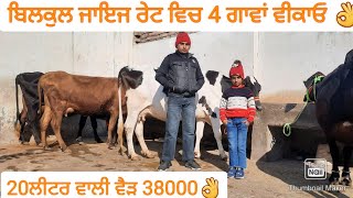 13 ਤੋ 20ਲੀਟਰ ਵਾਲੀਆ ਵੈੜਆ ਜਾਇਜ ਰੇਟ ਵਿਚ। cows for sale/vadiya farm/11-12-22