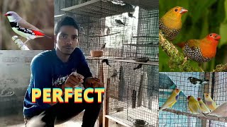 A Perfect Finch Birds Breeding Setup / Diamond Sparrow Male And Female Identify......