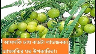 আমলকি চাষ কতটা লাভজনক। আমলকির চাষ পদ্ধতি। আমলকির গুনাগুন। ‍Amla powder in Bngladesh|