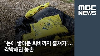 논에 쌓아둔 퇴비까지 훔쳐가…각박해진 농촌 / MBC