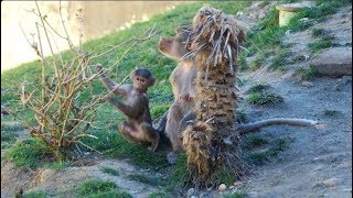 60 Seconds of Cute - Hamadryas, Takin and Binturong