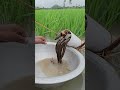 Plastic Pipe Fishing Technique  #fishing #villagefishinglife