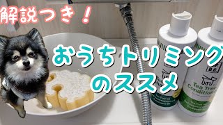 おうちトリミング解説してみた【ポメラニアン】