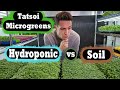 Microgreen - Soil vs Hydroponic - Tatsoi - On The Grow