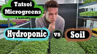 Microgreen - Soil vs Hydroponic - Tatsoi - On The Grow