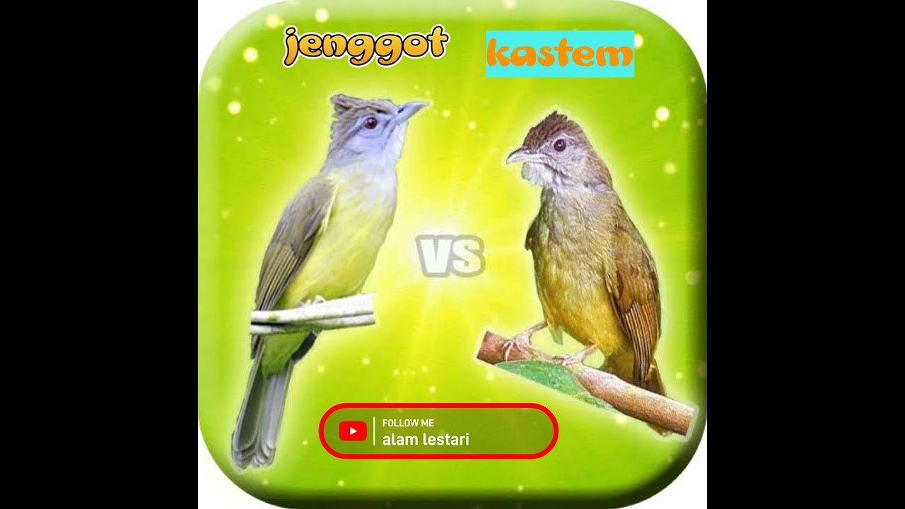 Masteran Cucak Jenggot Vs Kapas Tembak Speed Rapatt..!!paling Dicari ...