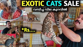 🐈Bengal Cat ഇത്രയും വില കുറവിലോ 😱 Bengal Cat Cheap Rate