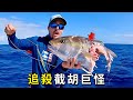 鯊魚連兇殘的劍魚都敢咬死，猛得嚇呆釣魚佬，直接用十幾斤大海狼當餌開釣！