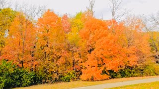 Fall Colors in Galesburg Illinois 10-24-2024