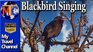 Mierla neagra - blackbird singing ✔