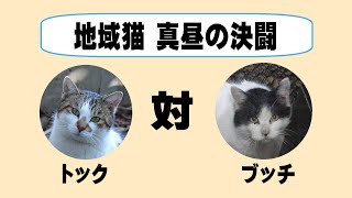 地域猫喧嘩の記録１（縄張り争い）