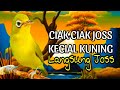 CIAK CIAK JOSS  KECIAL KUNING BIKIN KECIAL MALAS BUNYI JADI RAJIN BUNYI LANGSUNG JOSS