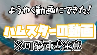 何とうぷ主のペットを連れてきたぞ！【冬のミンミンゼミ】【癒し動画】【ハムスター】