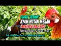 Suara #ayamhutan Merah #kasintu #bakikuk di alam bebas #jernih