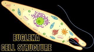 Euglena Cell Structure and Function | Euglena under Microscope #biologyexams4u #euglena