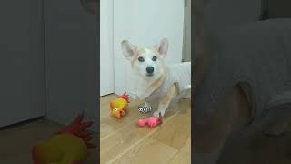 新しいおもちゃ、また微妙な反応···#コーギー #犬