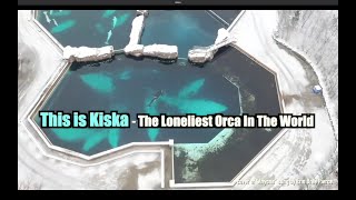 KISKA the Orca - left to die at Marineland, Ontario, Canada