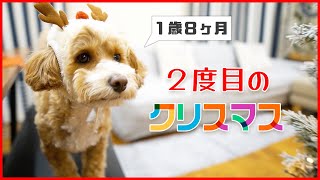 【１歳マルプー】生まれて２度目のクリスマスを迎えたよ