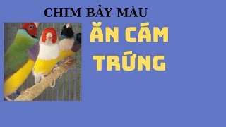 Chim Bảy Màu Ăn Cám Trứng