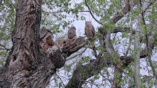 20200513 great horned owlets 1