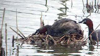 米子水鳥公園カイツブリの交尾.AVI