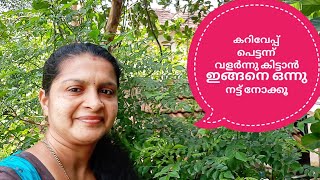 കറിവേപ്പില പെട്ടന്ന് തഴച്ചു വളരാൻ ഇങ്ങനെ ഒന്ന് നട്ടു നോക്കൂllHow to grow curryleaves faster.ep.134