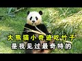 小奇迹的劈竹子方式我真是看一回笑一回#萌宠出道计划#大熊猫#熊猫#大熊猫和花#可爱#熊猫 #panda #cute