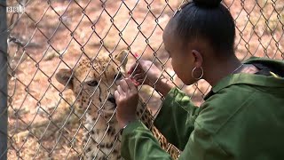 10代少女、孤児のチーターの里親に　ケニア