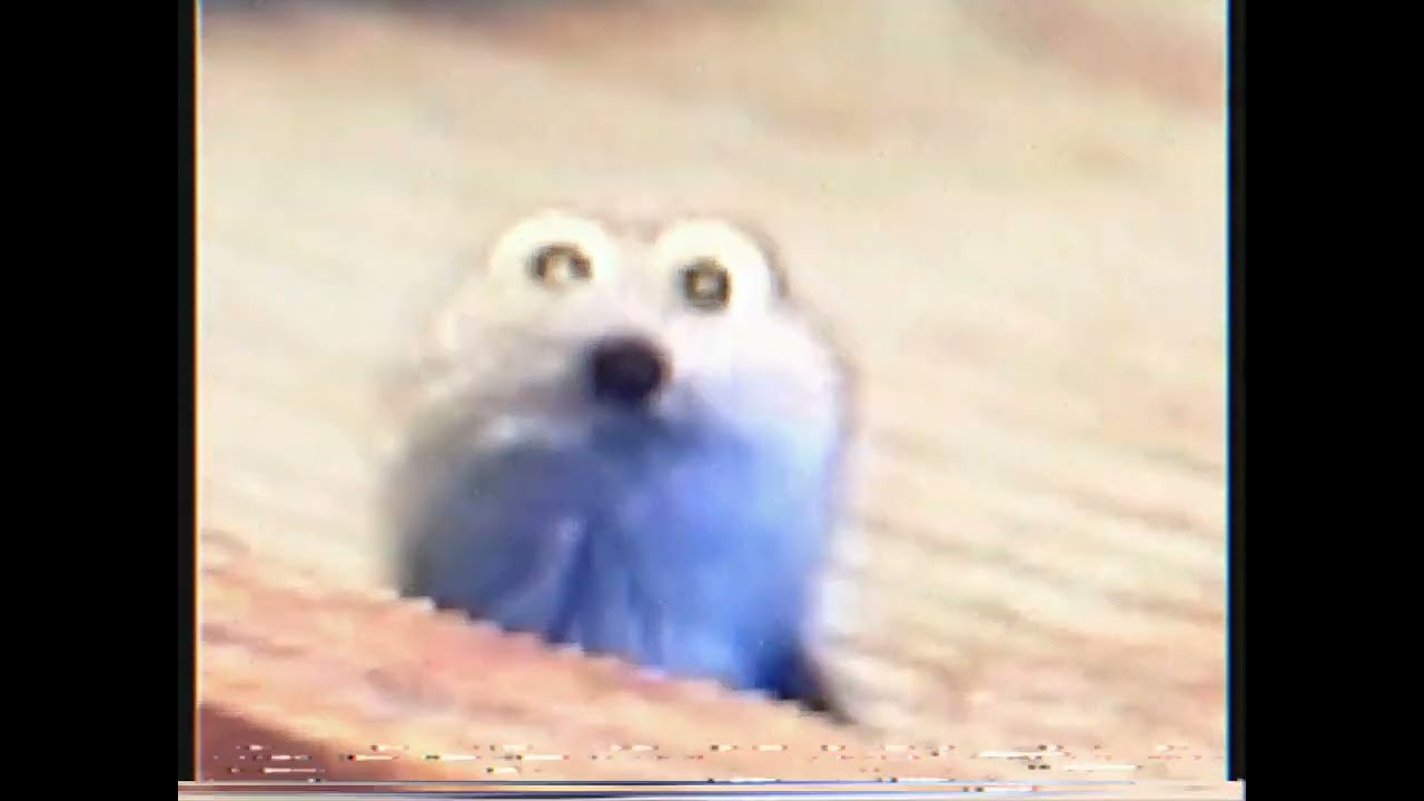 Bottle Puppet Youtube