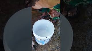 cow a milk by hand ✋ | cow milking | #milk , #shorts , #viral